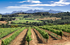 Experiències enoturístiques a prop de Barcelona