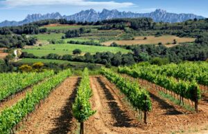 Enoturisme als càmpings de Barcelona