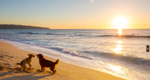 Descobreix 6 platges per a gossos a Catalunya i càmpings a prop on allotjar-te!