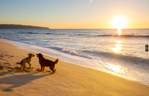 Descobreix 6 platges per a gossos a Catalunya i càmpings a prop on allotjar-te!