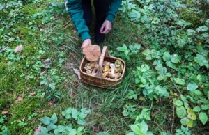 Campings para ir a recoger setas en Cataluña