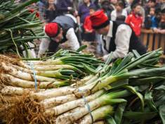 Calçots