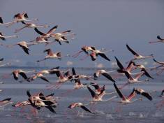 Delta de l’Ebre