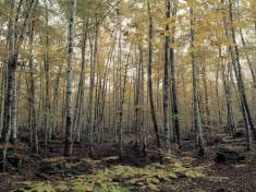 parc-natural-zona-volcanica-garrotxa