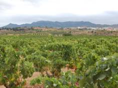 Terre du Vin